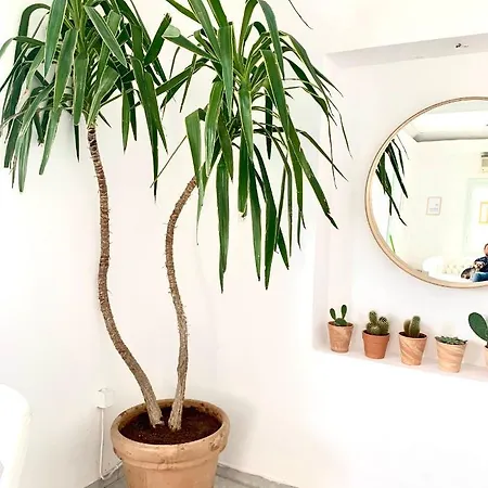 King A أرغوستولي